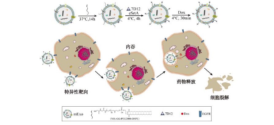 EGFR納米抗體功能化牛奶外泌體用于藥物靶向遞送